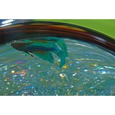 Beta Fish