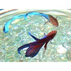 Beta Fish 2