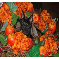 Black Kitten in Festive Wreath