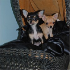 Chihuahuas