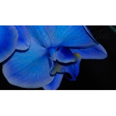 BlueOrchid1