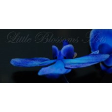 BlueOrchid2