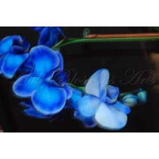 BlueOrchid3