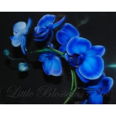 BlueOrchid4