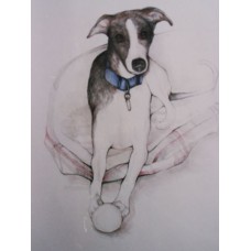 Whippet