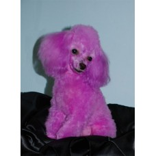 Pink Poodle